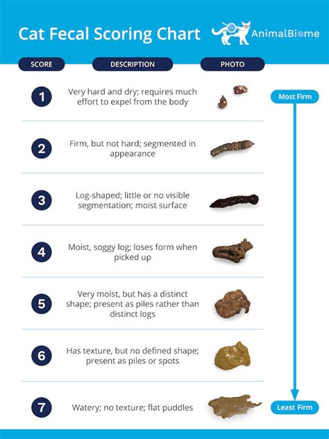 cat leaks poop|Bowel Incontinence in Cats 